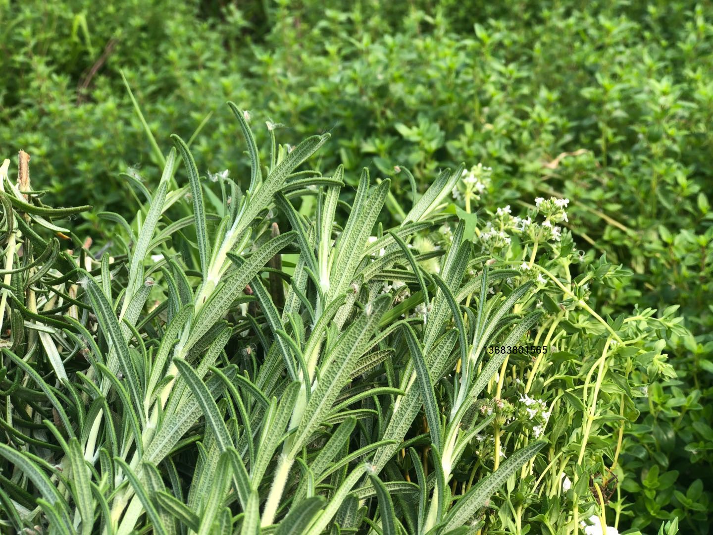 新鲜迷迭香百里香迷迪香食用香草牛排装饰500克包邮新疆也包盆栽