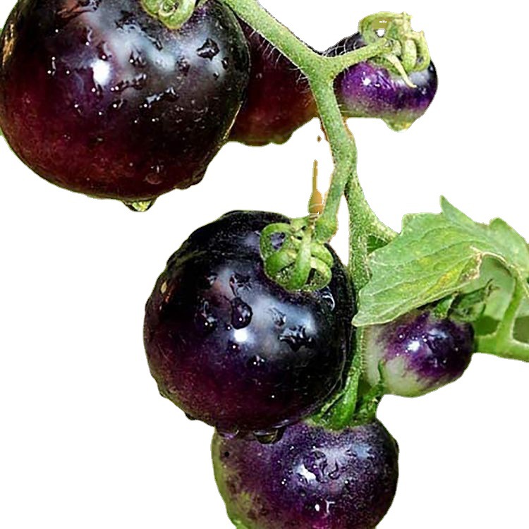 黑珍珠番茄种子农田菜园可盆栽硬果肉厚脆嫩紫黑钻石小西红柿籽