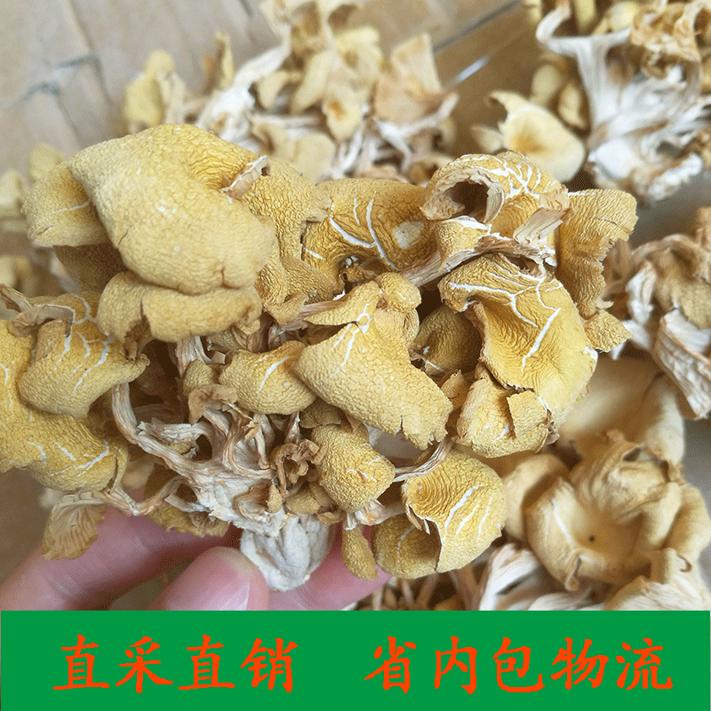 22新货 鸡油菌500g 黄金菇 黄丝菌 榆黄蘑 基地批发 食用菌汤包
