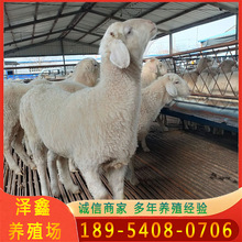哪里有小尾寒羊出售改良湖羊羊苗 杜泊绵羊孕羊 杜寒杂交羊厂家