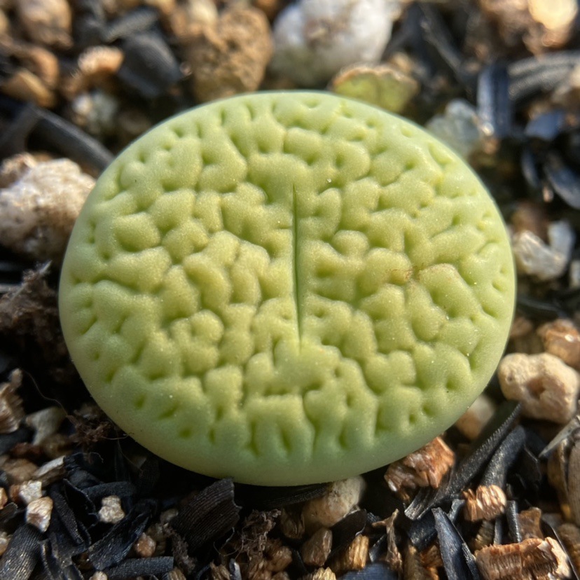 绿富贵生石花-绿富贵生石花厂家,品牌,图片,热帖-阿里巴巴