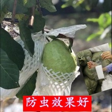 水果网套芭乐套果袋包番石榴袋泡沫保护套树上用防虫防果蝇一体袋