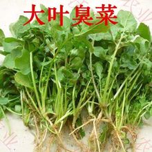 大叶臭菜种子 野菜阳台菜园菜籽盆栽芝麻菜东北春秋季阳蔬菜种子