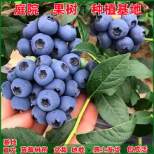 蓝莓树果苗带土南方北方种植特大室内盆栽地载奥尼尔兔眼蓝莓树苗