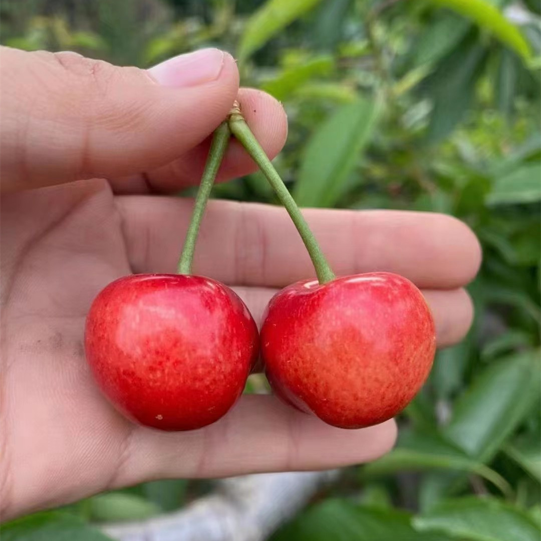 【布鲁克斯冰糖脆樱桃】露天现摘甜度高爽口3非美早新鲜水果代发