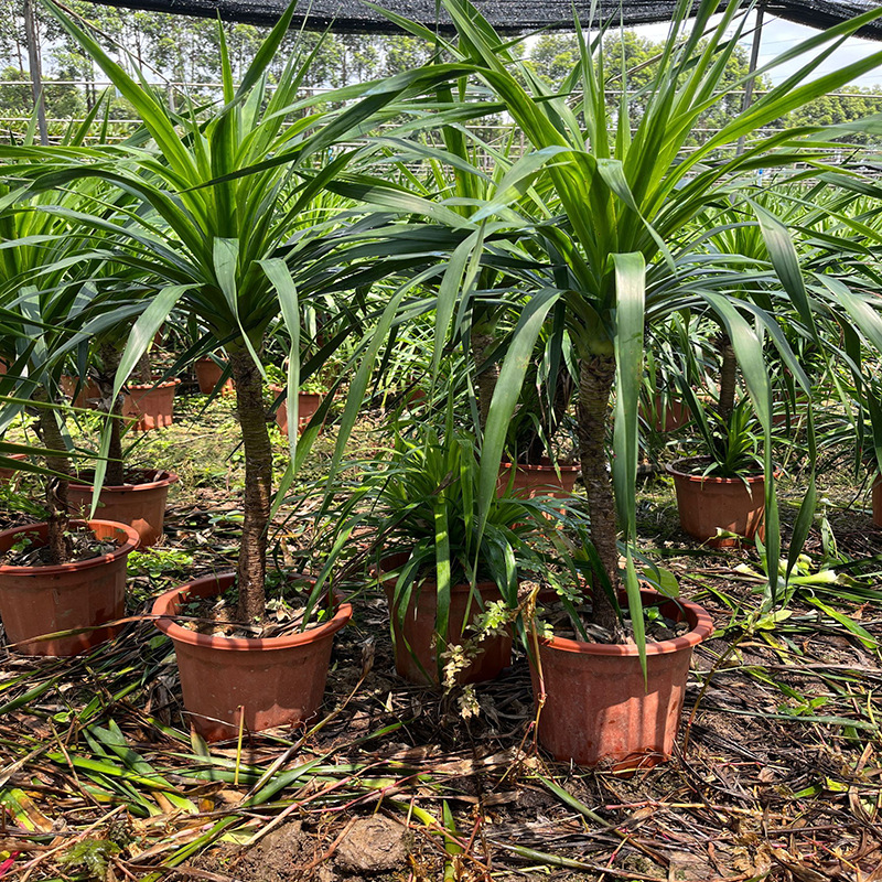 龙树盆栽办公室绿植龙血树盆栽种植基地批发丛生龙血树盆栽-阿里巴巴