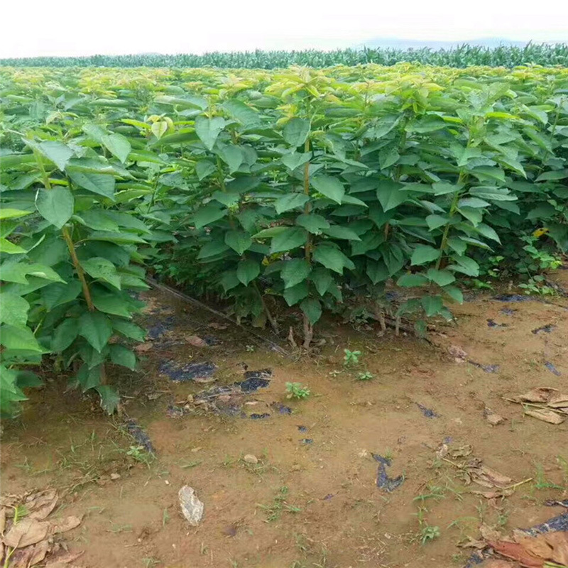基地现挖现卖吉塞拉矮化樱桃苗 3公分俄八樱桃苗装车价