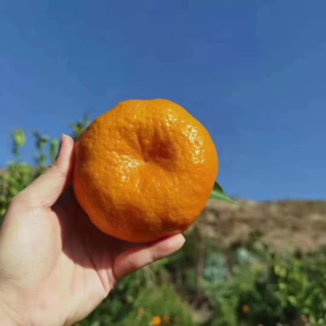 大理宾川水果之乡新鲜水果皮薄多汁碰柑橘子椪柑