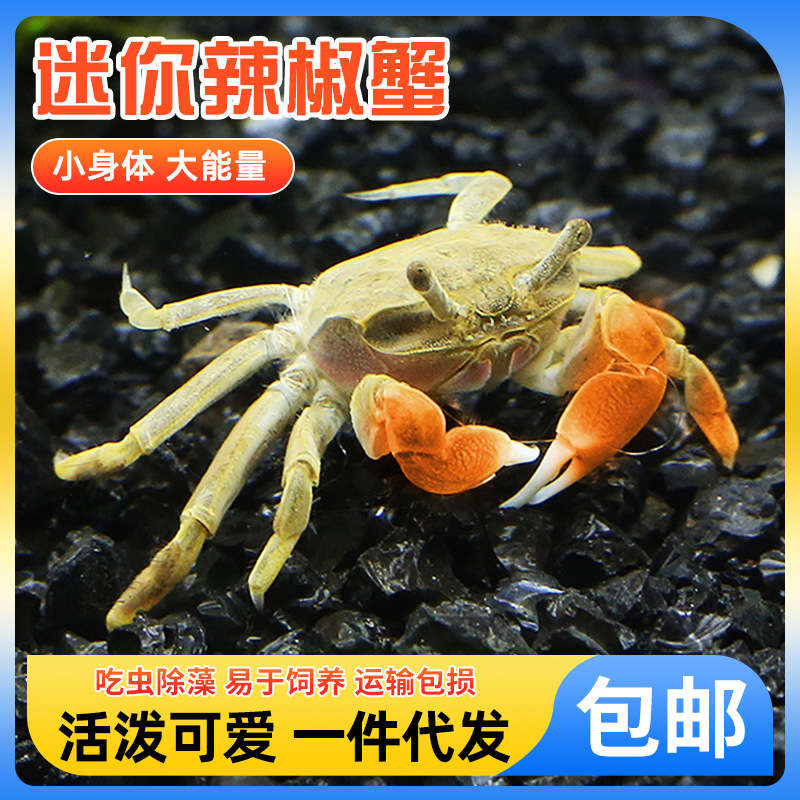 批发迷你辣椒蟹活体可混养螃蟹观赏蟹宠物蟹吃虫除藻淡微景观蟹