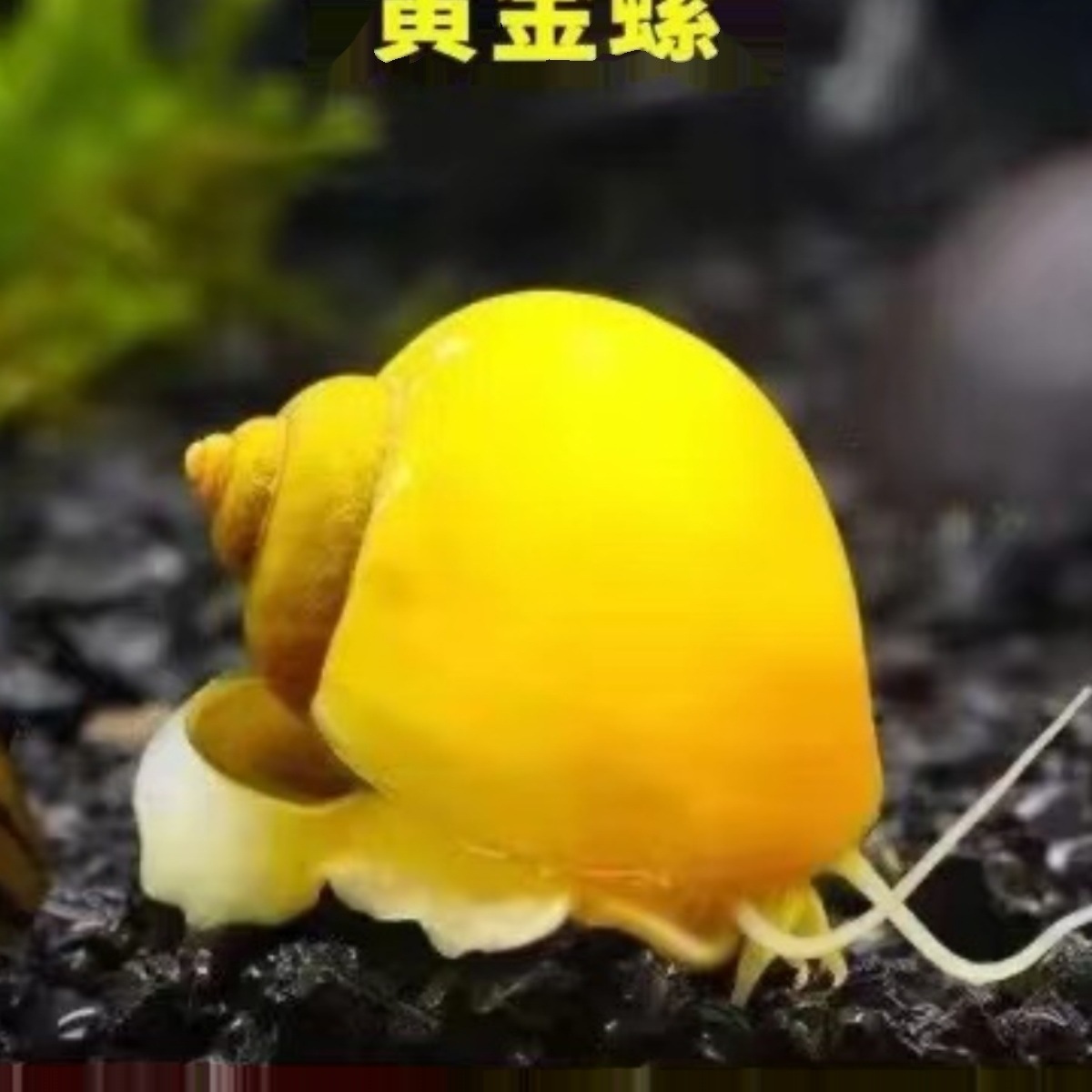 螺净化水质清洁观赏螺苹果螺马来螺蜗牛吃鱼屎鱼缸除草除绿藻