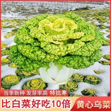 黄心乌塌菜籽菊花菜种孑乌塔菜种子青菜白菜蔬菜大全四季雪里金花