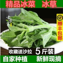 山东新鲜凉拌冰菜冰农家蔬菜火锅食材即食生吃沙拉菜冰晶菜包邮