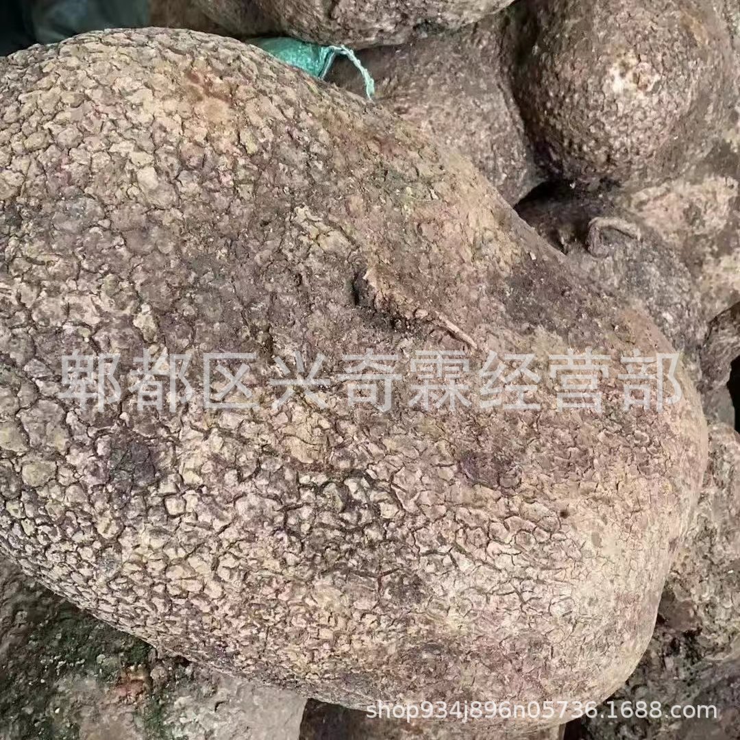 新鲜蛇莲蛇连山乌龟雪胆跑江湖摆地摊展销会赶集产地直发一手货源