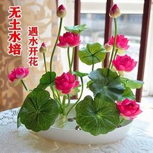 7天发芽无土水培碗莲花种子水养生植物睡莲荷花盆栽四季花卉