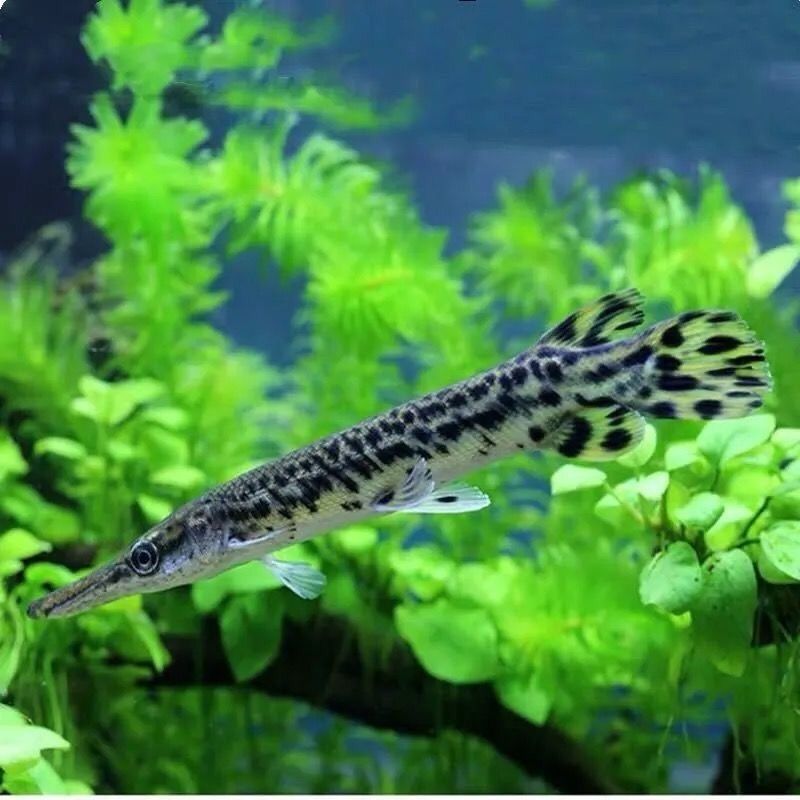 福鳄雀鳝观赏鱼淡水大型凶猛肉食巨型尖嘴幽灵火箭鱼鳄雀鳝鱼冷水