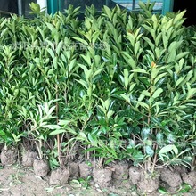 法国冬青树苗珊瑚树苗冬青做篱笆围墙 植物四季常青量大批发