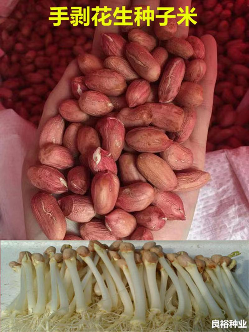 21年新产花育25花生种子(9616)花生芽种子水培花生芽种子米