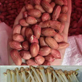 21年新产花育25花生种子(9616)花生芽种子水培花生芽种子米