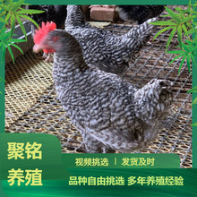 养殖场散养纯种芦花鸡活体芦花鸡脱温苗成年芦花鸡蛋批发价格