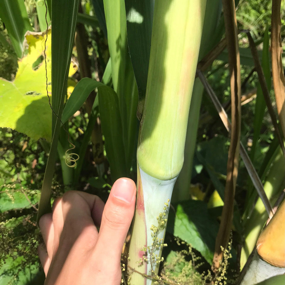 【台湾省精品甜象草】纯种无毛高产牛羊猪鸡鸭多年生新