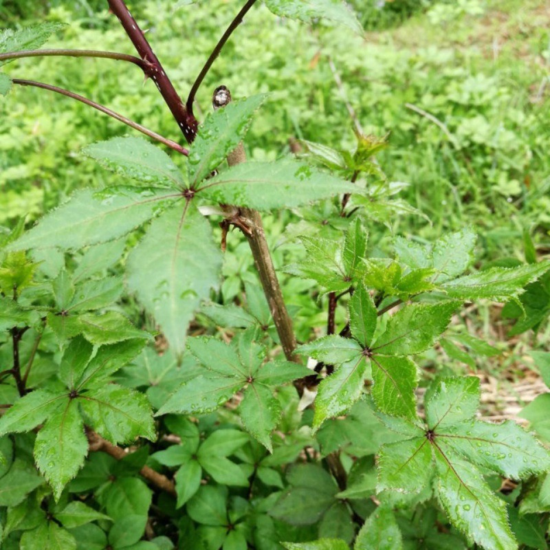 东北食用刺五加苗 不带刺 药用刺五加苗带刺 大苗 小苗 成苗