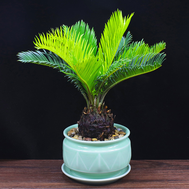 铁树盆栽苏铁盆景办公室内客厅花卉阳台四季常青好养植物桌面绿植
