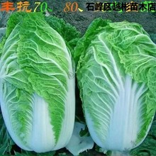 丰抗80白菜种子特好吃 每亩产量高早熟抱头大白菜籽 秋播蔬菜种子