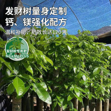 发财树肥料专用肥客厅幸福树发财树室内植物通用有机肥家用缓释肥