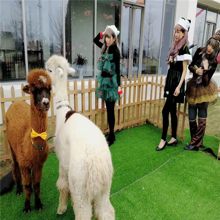 萌宠展活体羊驼租赁展览 出售土拨鼠活体羊驼活体 矮马 狐獴 旱獭