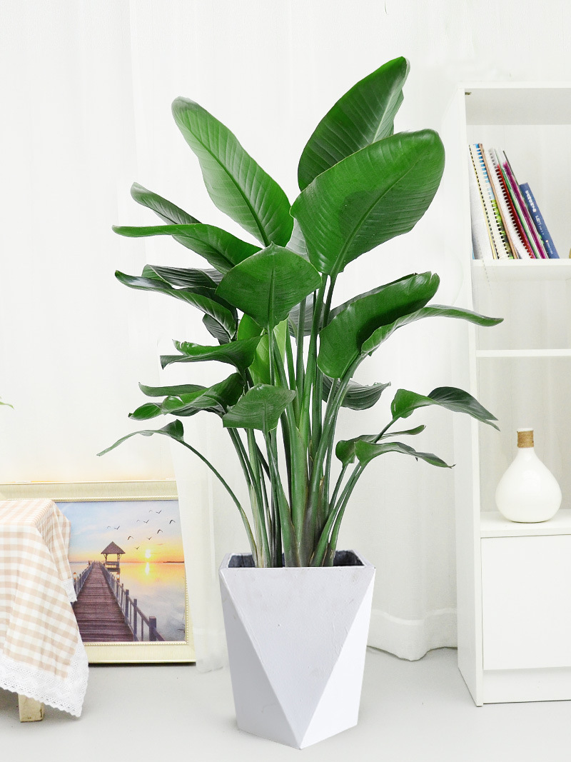 天堂鸟大型盆栽办公室内绿植客厅观叶鹤望兰网红植物天堂鸟