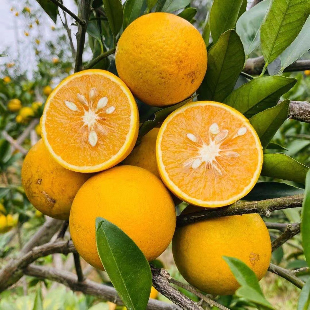 红江橙广西红江橙非赣南脐橙手剥橙非塔罗科血橙红江橙10斤装代发