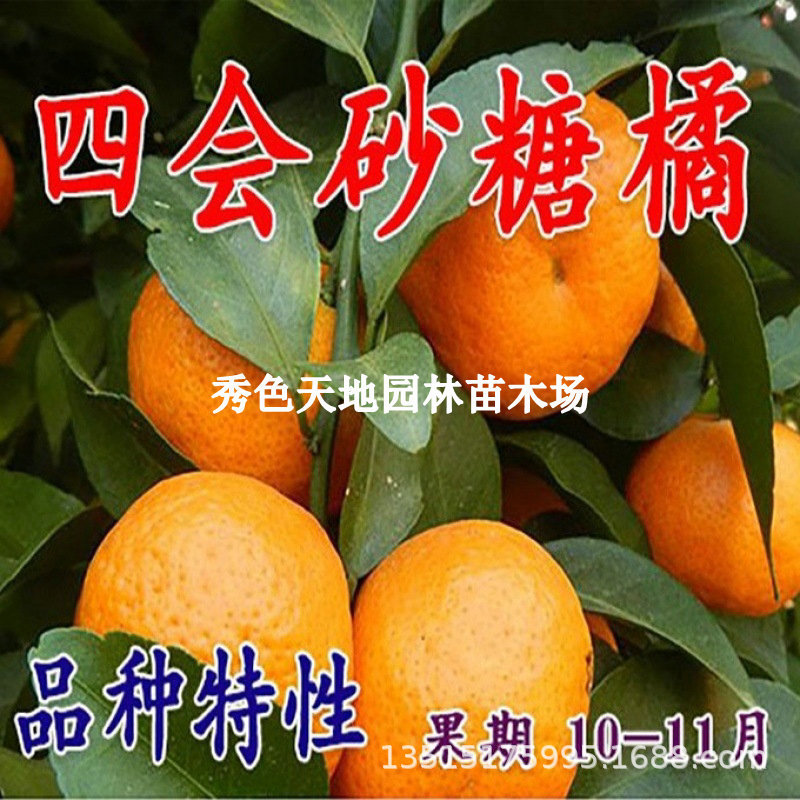橘子树苗金秋沙糖桔四会砂糖橘苗南方北方当年结果地栽嫁接桔子苗