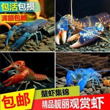 观赏鳌虾水族虾宠物鲜活天空蓝魔虾淡水大型蓝色小龙虾苗龙纹虾贰