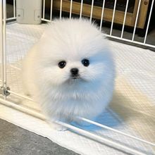 【重庆犬舍】纯种泰迪幼犬红棕色白黑灰色活体宠物犬茶杯体犬狗狗