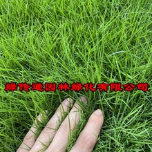绿化草坪草籽种子四季常青地毯草马尼拉护坡黑麦草耐寒草皮种仔孑
