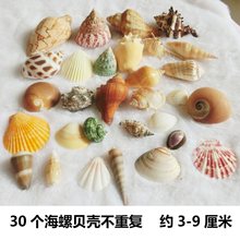 贝壳海螺海星海胆壳幼儿园diy相框漂流瓶风铃打孔小贝壳扇贝饰品