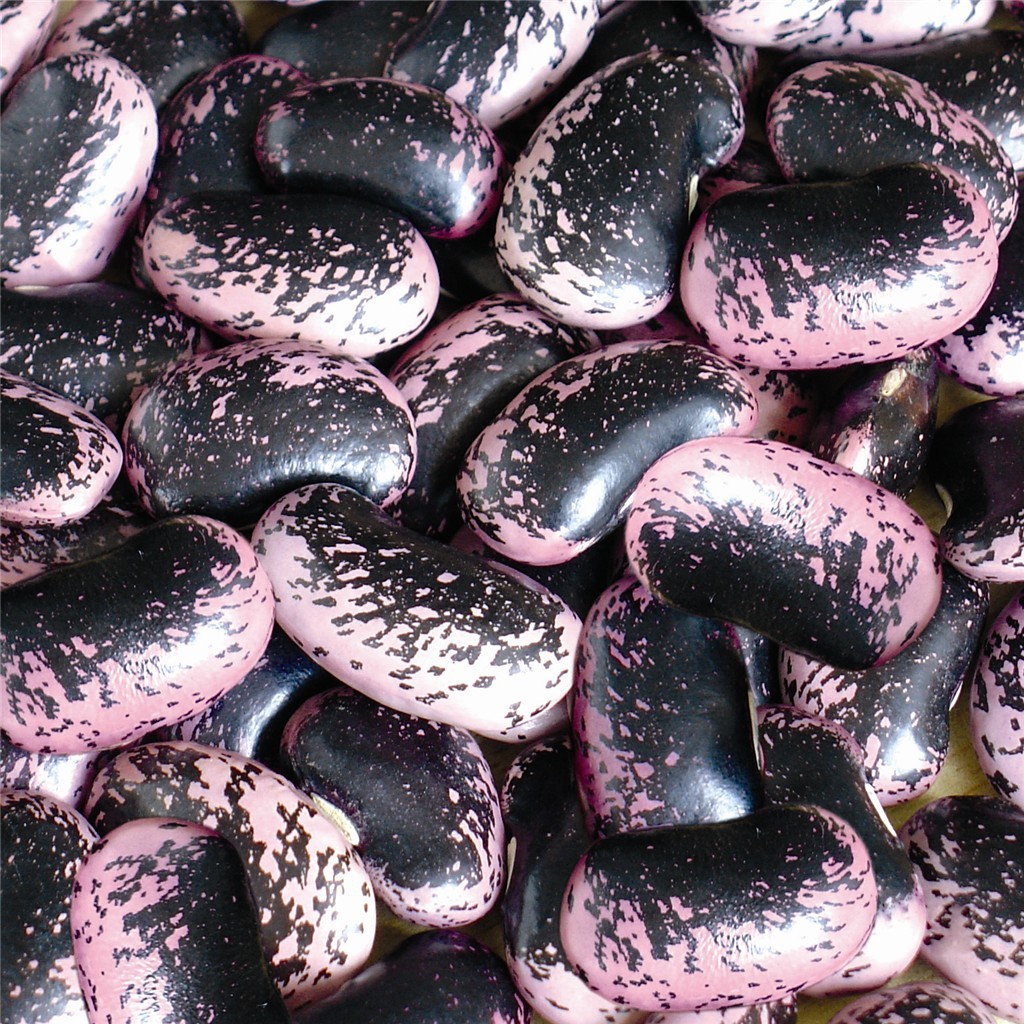 批发云南特产农家自种新豆 大黑花芸豆 牛眼豆 展会专供 五谷杂粮