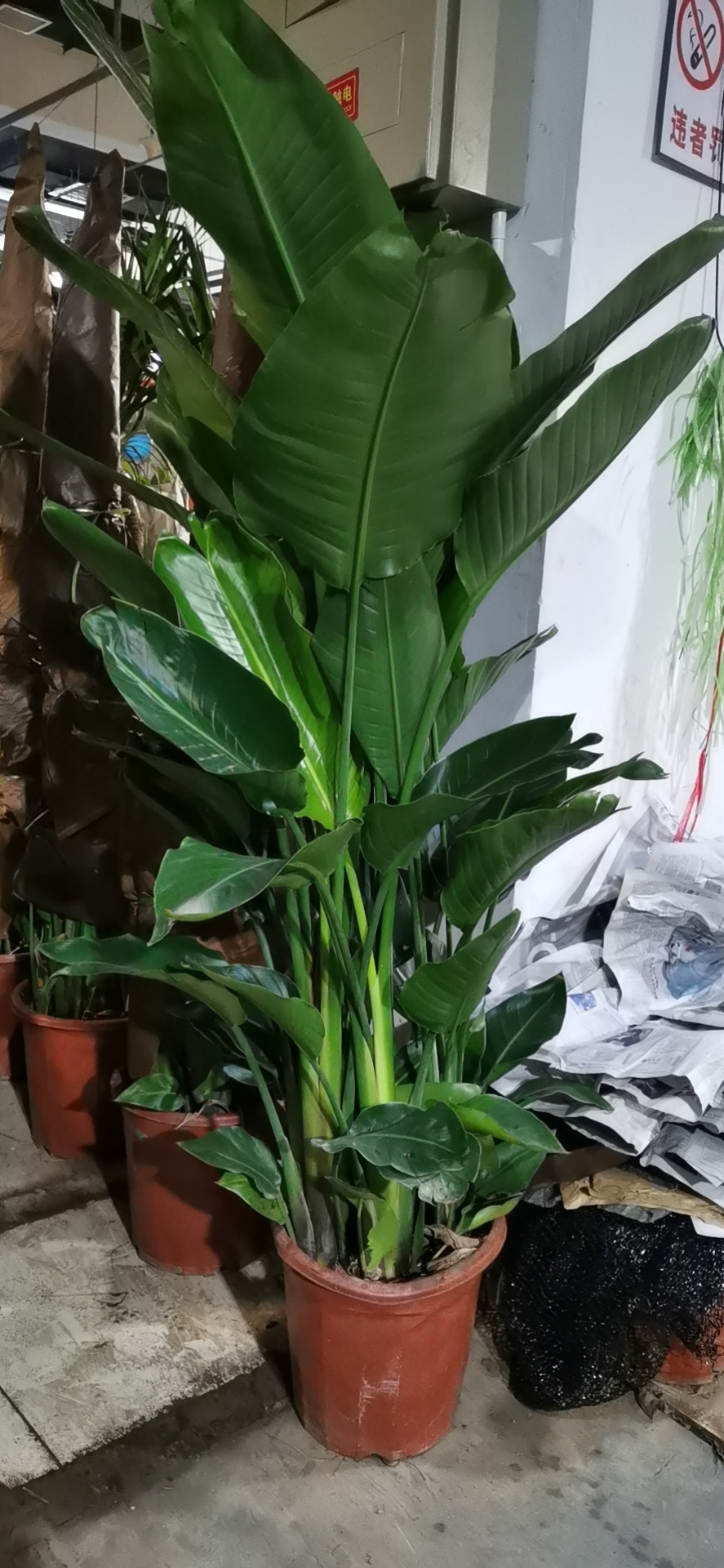 网红绿植盆栽租赁办公室花卉养护盆栽摆放天堂鸟鹤望兰基地北京