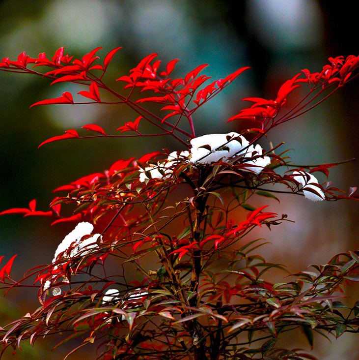 盆栽南天竹小苗 火焰红南天竹红天竹苗盆景植物 阳台观叶绿植