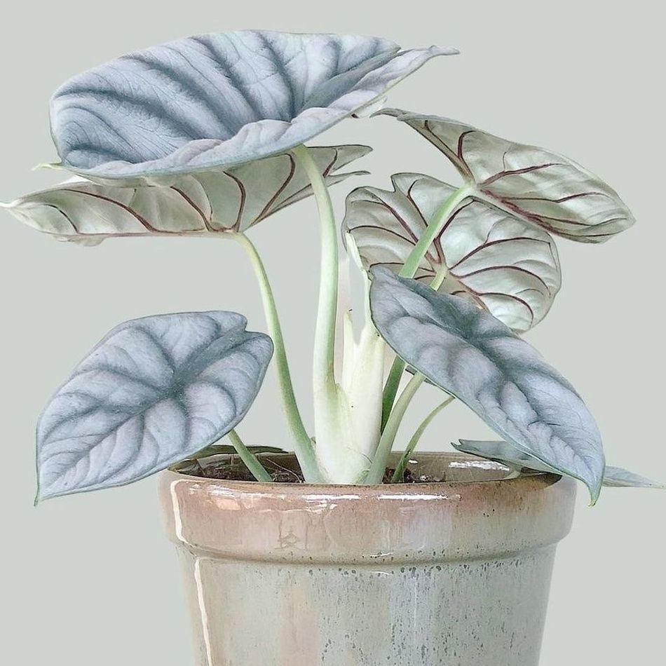 白犀牛海芋网红ins风绿植盆栽室内阳台净化空气革面观叶水培植物