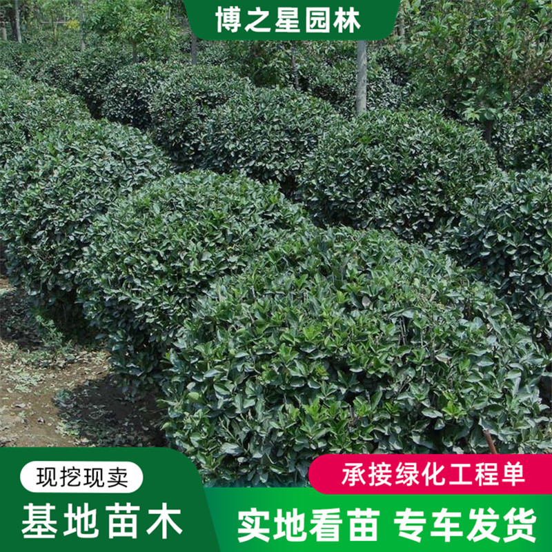 基地批发大叶黄杨球花坛工程绿化苗木道路美化耐寒绿篱大叶黄杨球