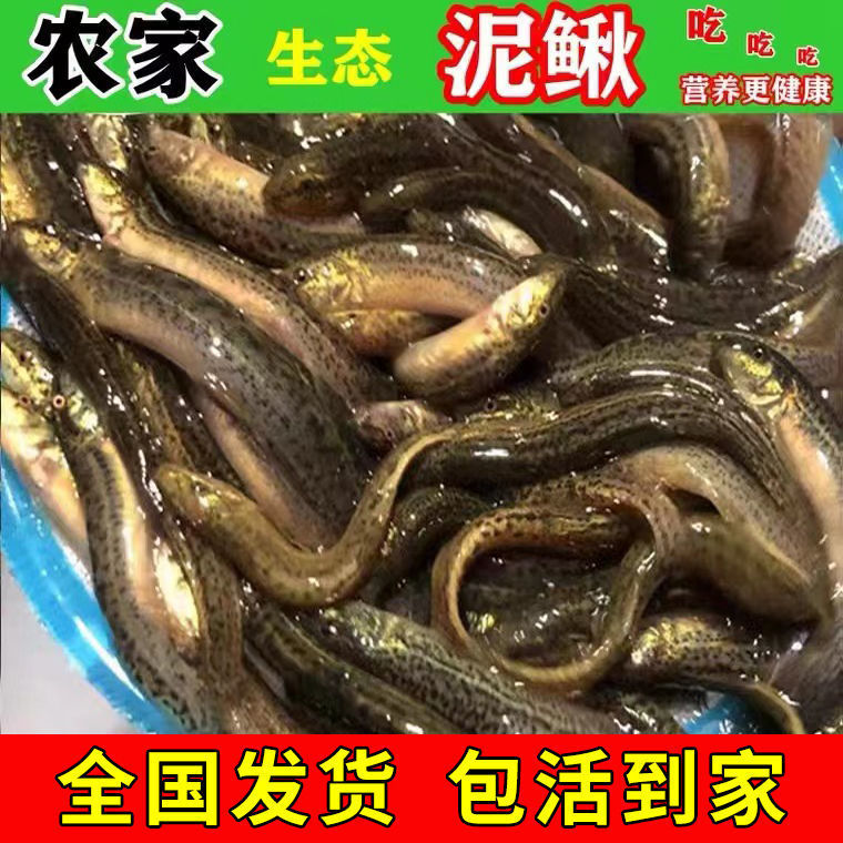 活体发货泥鳅鲜活超大号青鳅黄鳅鱼鳅生态小泥鳅苗顺丰快递-阿里巴巴