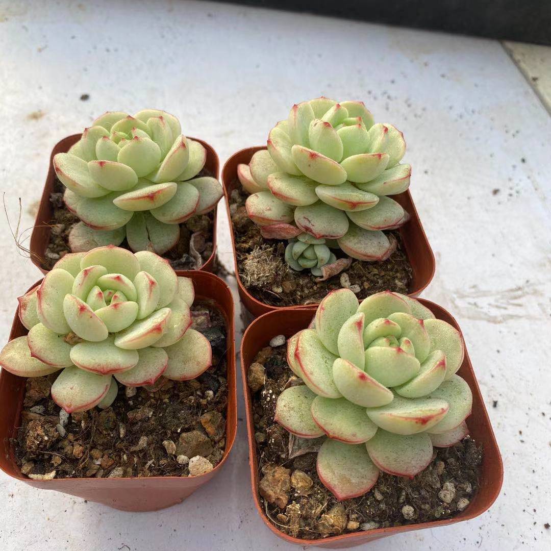 香草多肉植物香草比斯一物一拍带血斑状态好全店满38包邮涵涵肉多