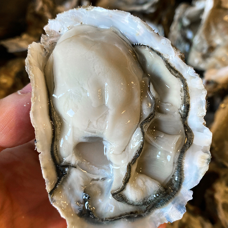 鲜活乳山生蚝(100-150克/只)4斤装包邮