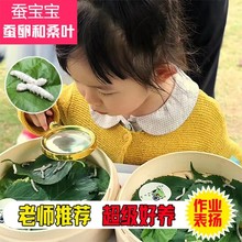 天然蚕宝宝白丝大小春蚕活物三年级幼虫学生科普活的养蚕新鲜桑叶