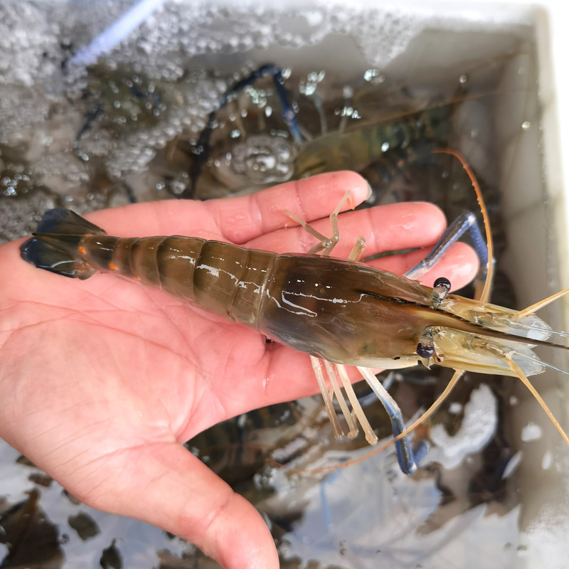 广州黄沙水产批发鲜活罗氏虾大头虾金钱虾罗氏沼虾活虾淡水虾海鲜