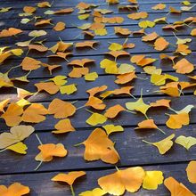 仿真银杏叶单片叶秋天黄色树叶落叶摄影铺地场景布置叶子厂家