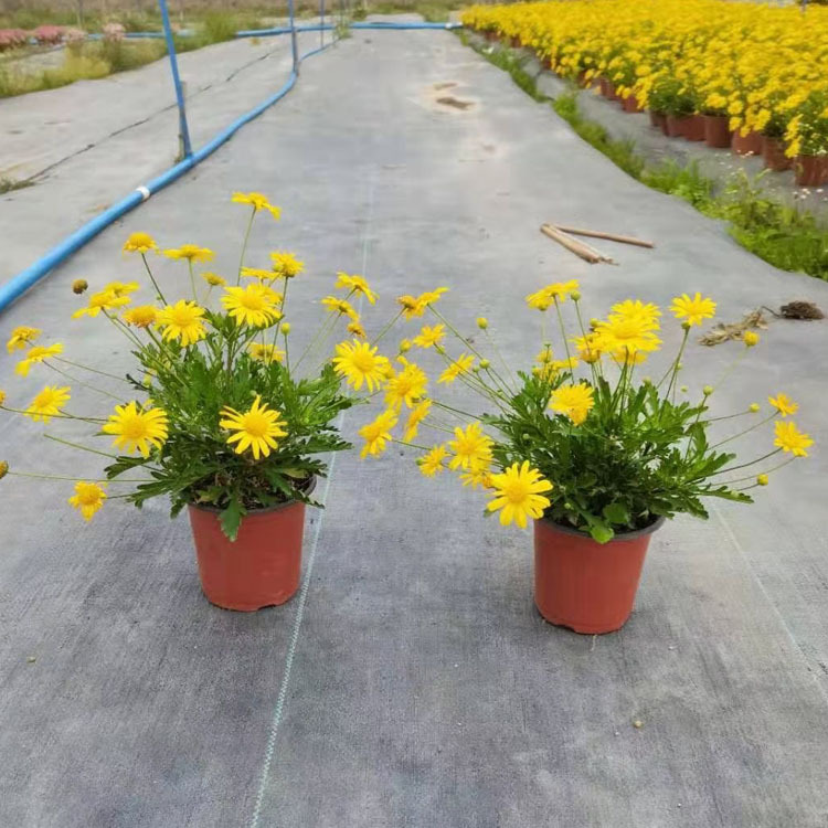 沐春菊 宿根花卉 花境植物四季开花盆栽木春菊基地直供量大从优