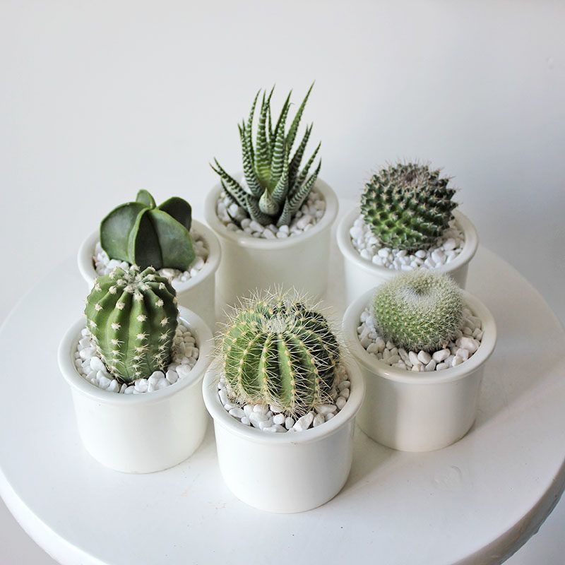 仙人掌 小盆栽组合盆栽多肉植物仙人球仙人肉肉办公桌面摆件室内
