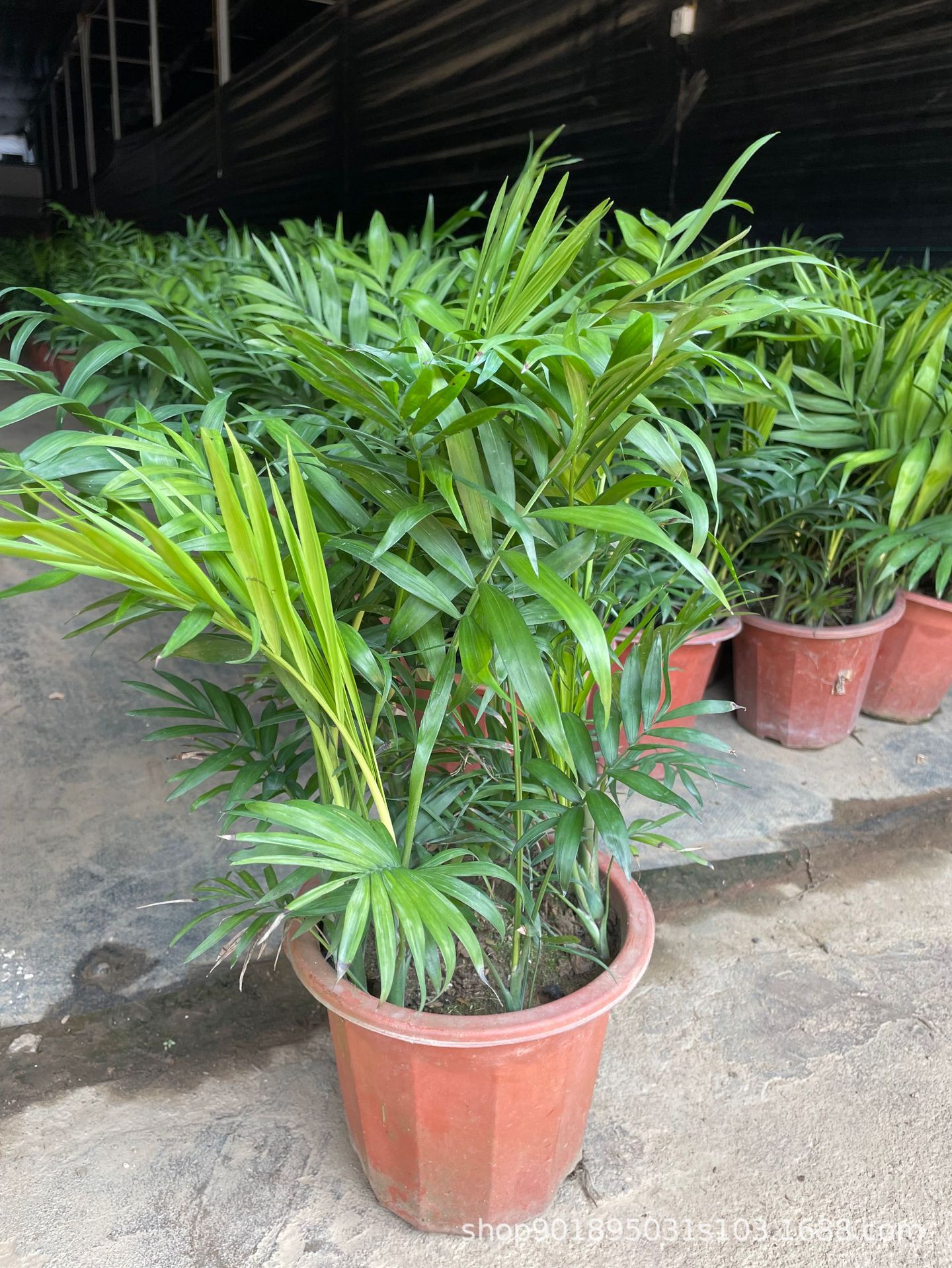 富贵椰子盆栽 大型客厅室内卧室凤尾竹植物北欧绿植散尾葵批发